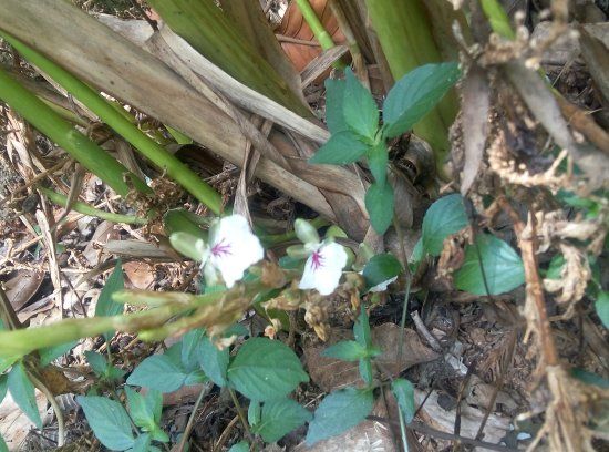 Kerala Spices & Herbal Garden Visit